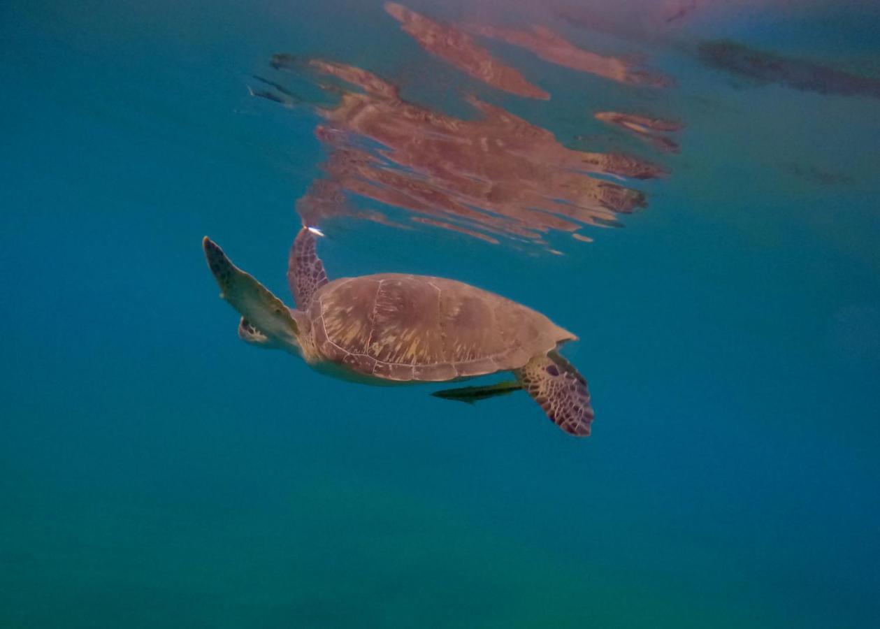 La Plage Martinique Schoelcher Ngoại thất bức ảnh