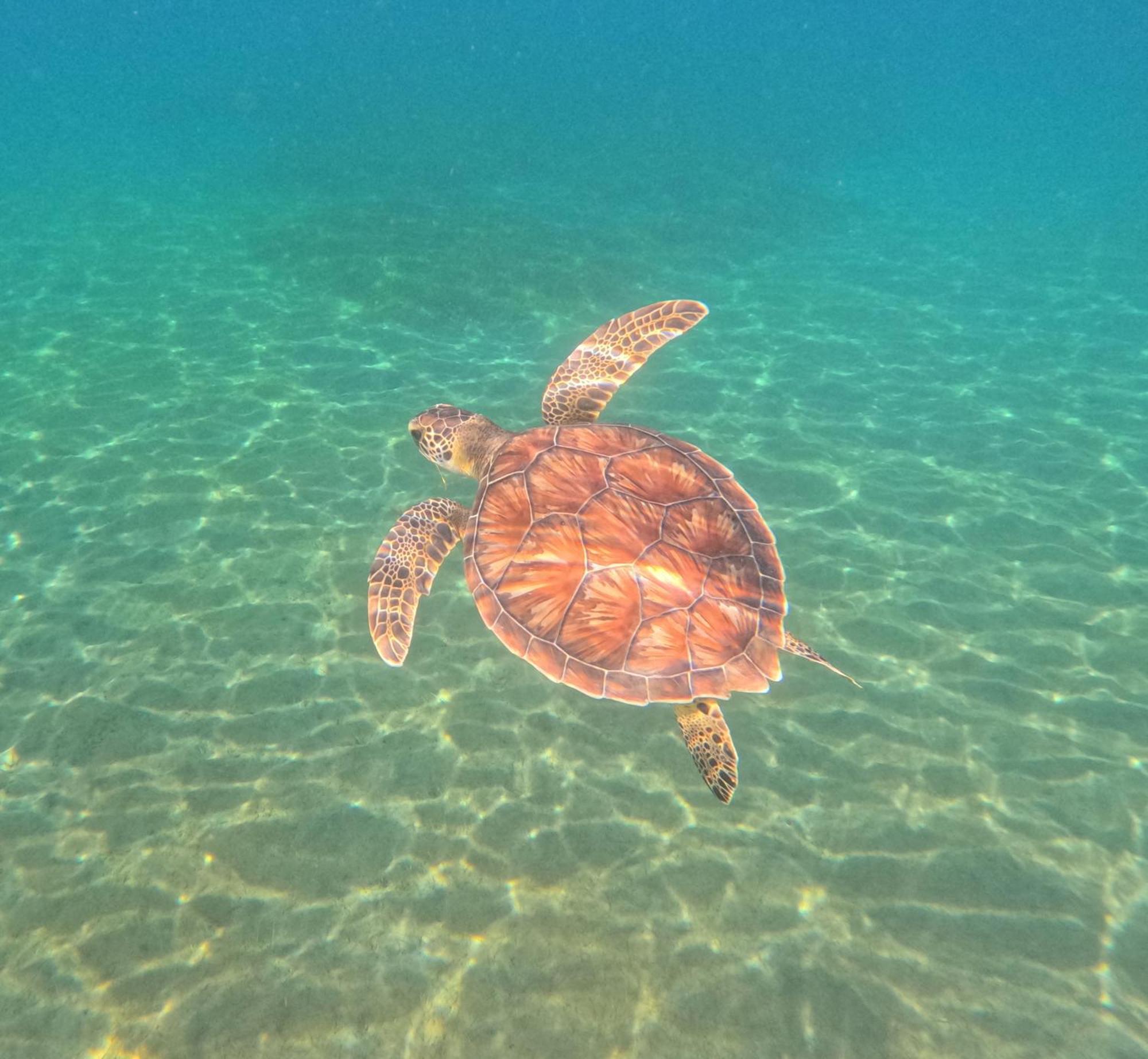 La Plage Martinique Schoelcher Ngoại thất bức ảnh